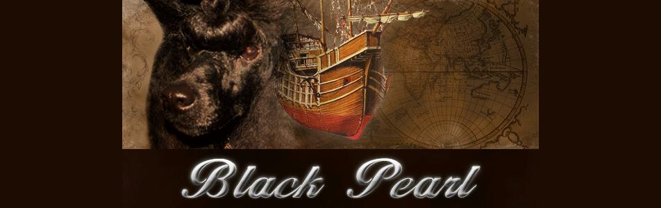 Black Pearl Poodle Kennel